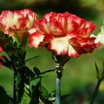 carnations