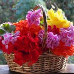 flower basket