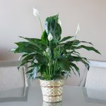 Peace Lily