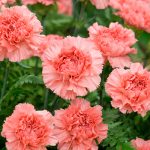 Carnation Flower