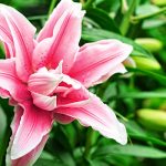 Lily Flower