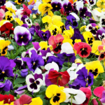 winter pansies