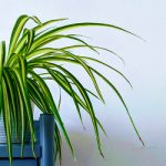 Spider-Plant