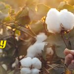 Cotton Anniversary