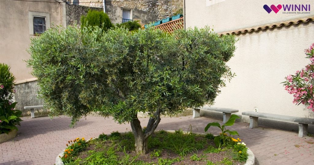 Dwarf Olive Tree