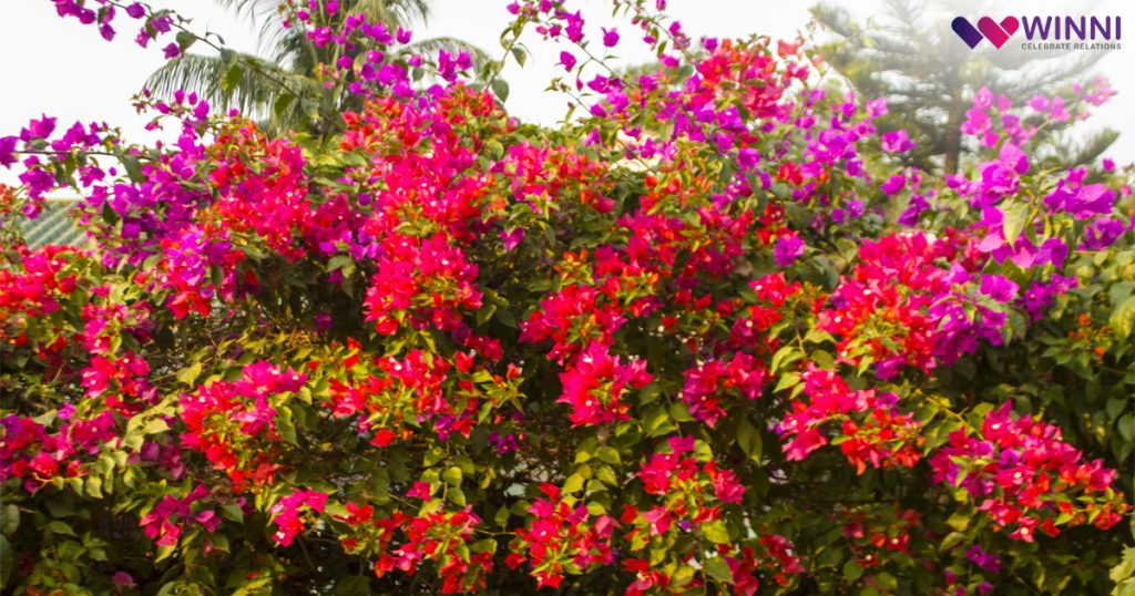 Ornamental Bougainvillea