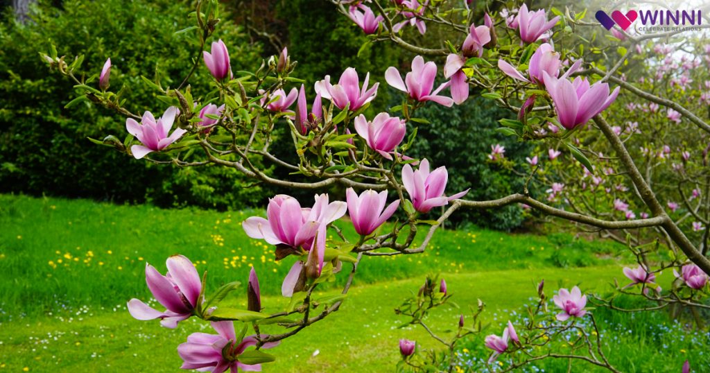 Ornamental Magnolia