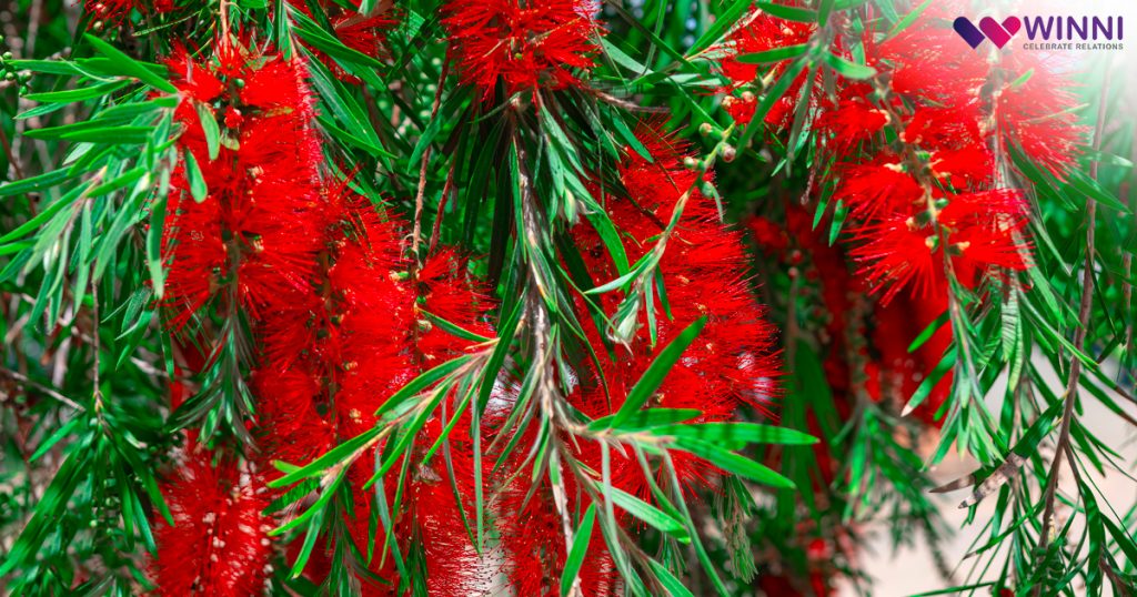 Ornamental Bottlebrush