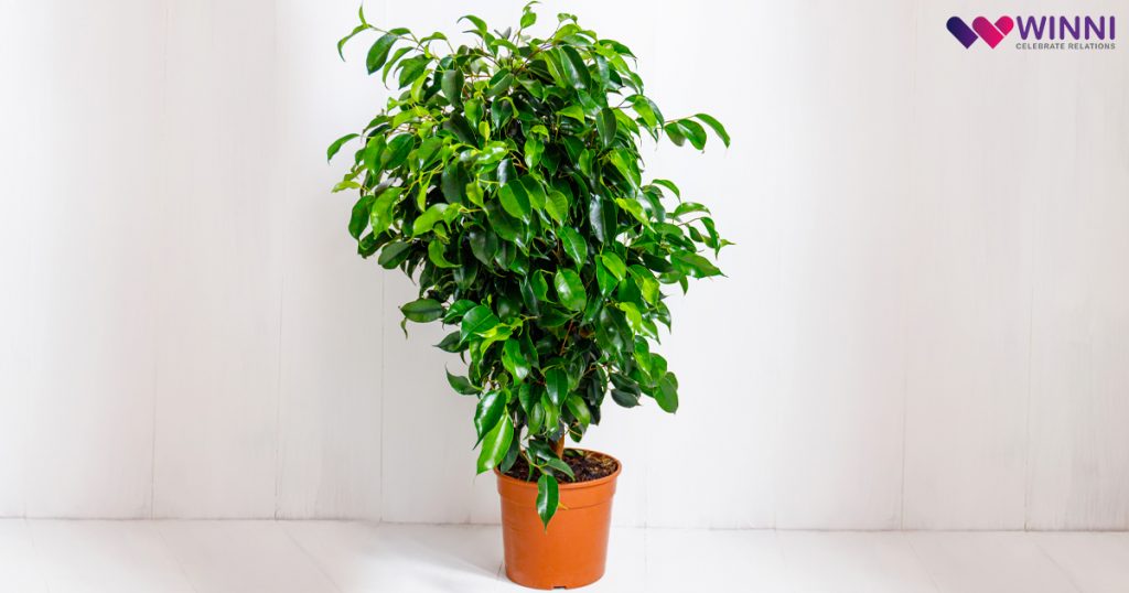 Ornamental Ficus