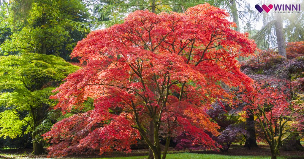 Ornamental Japanese Maple