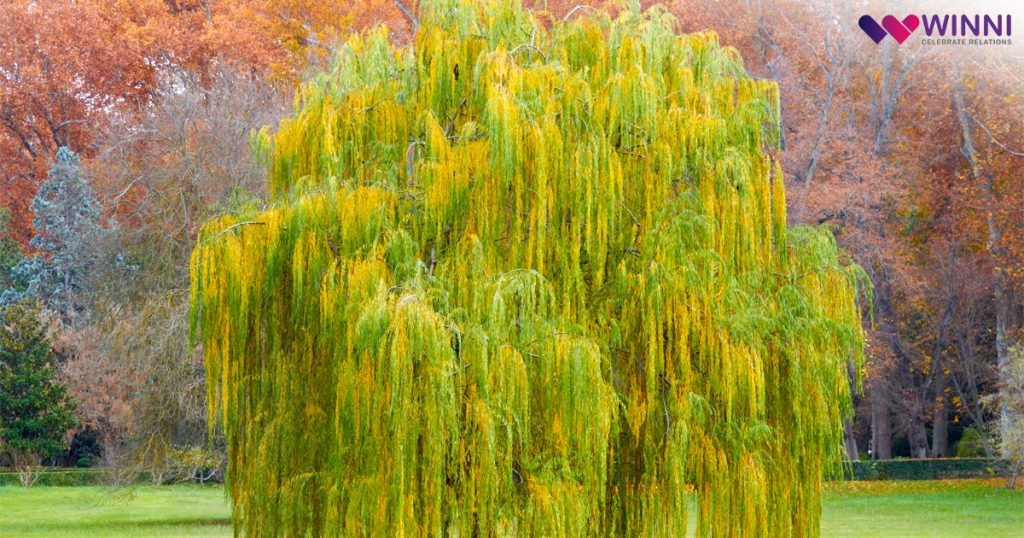 Ornamental Weeping Willow