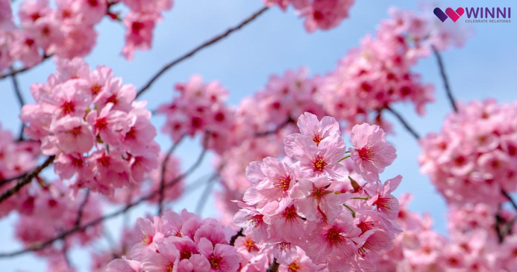 Ornamental Cherry Tree