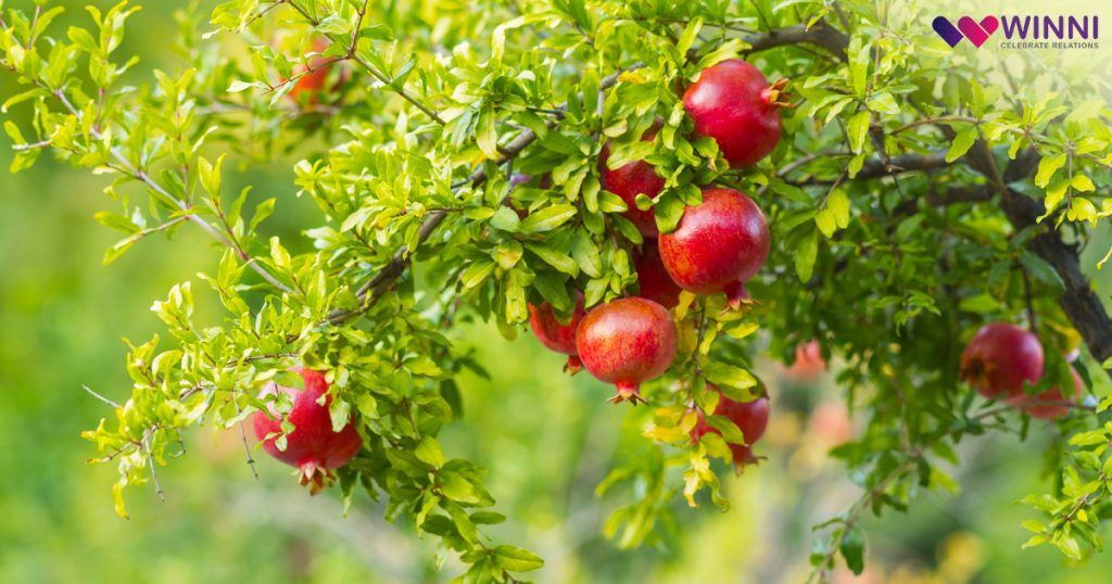 Ornamental Pomegranate Plant