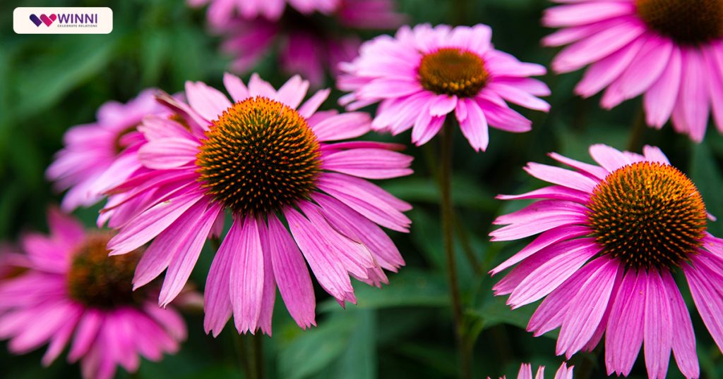 Coneflower 