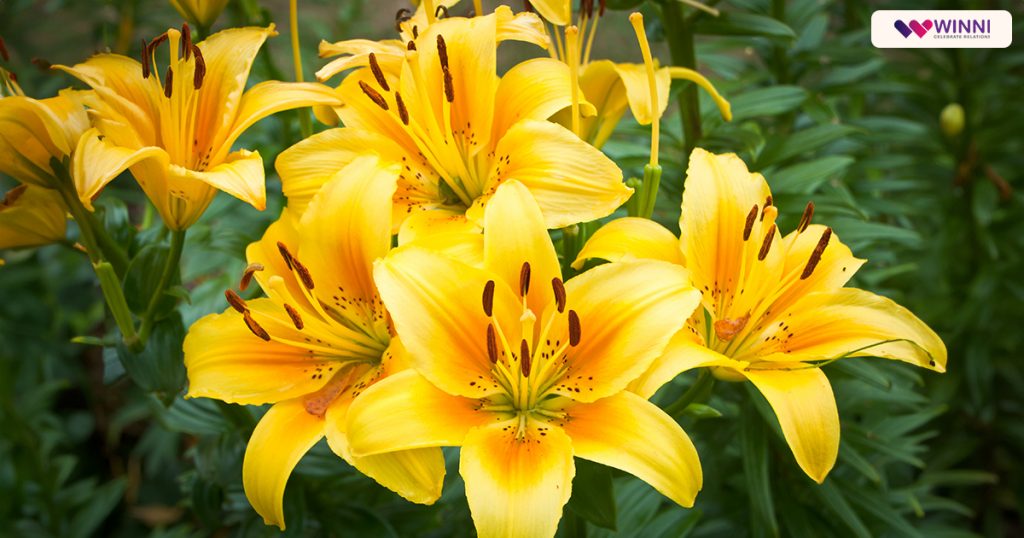 Daylily