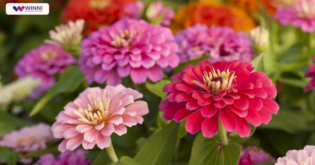 Zinnia 