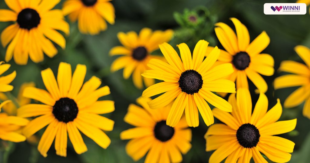 Black-Eyed Susan