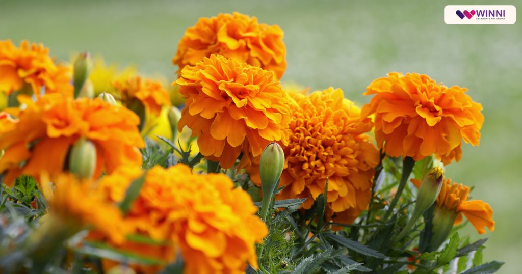 Marigold 