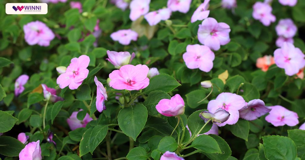 Impatiens