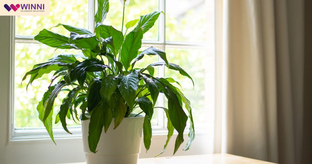 Healthy Indoor Plant