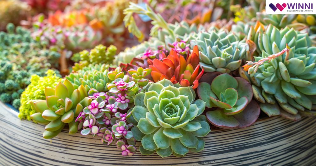 Succulents