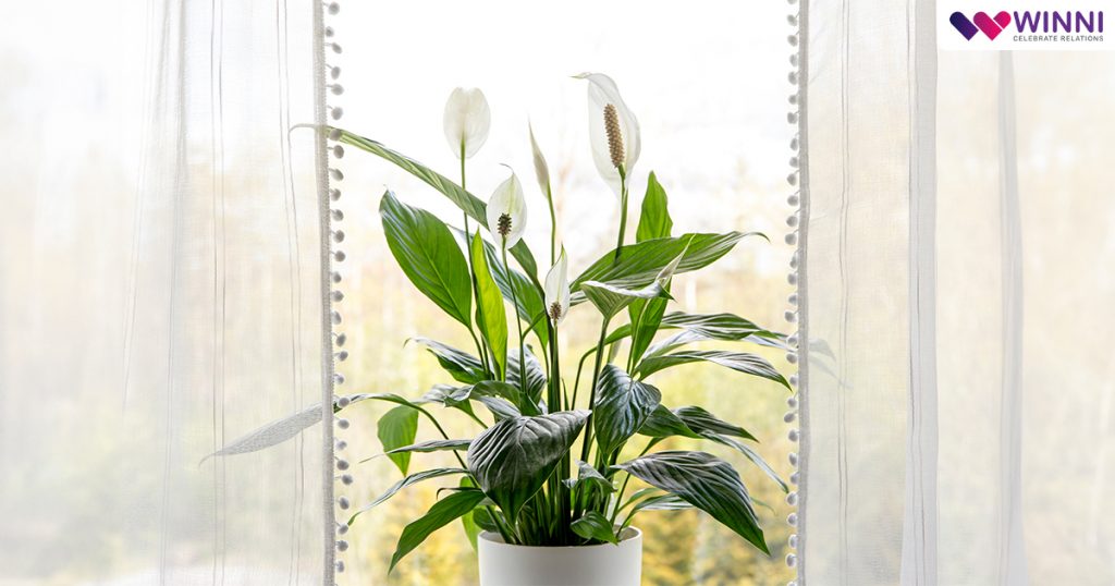 Peace Lily