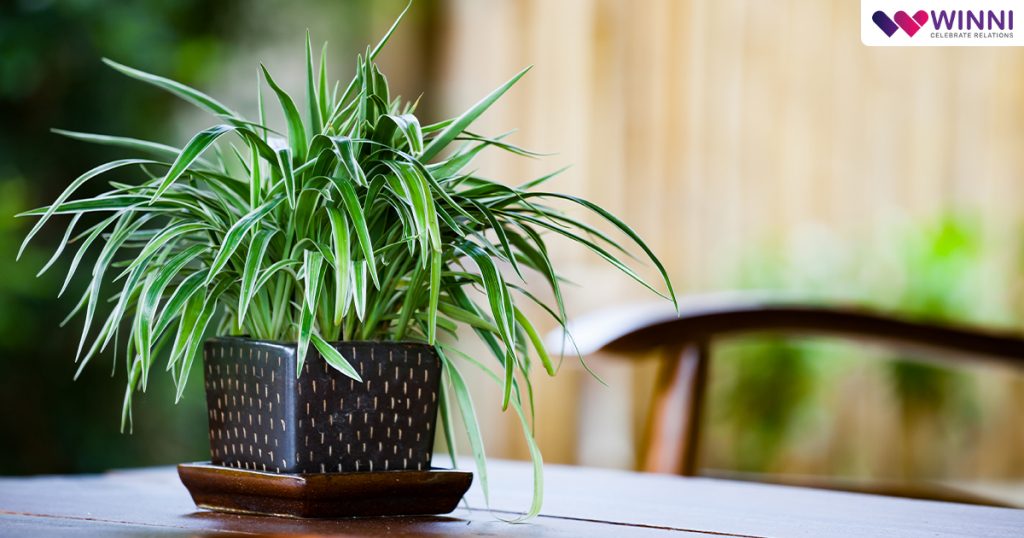 Spider Plant