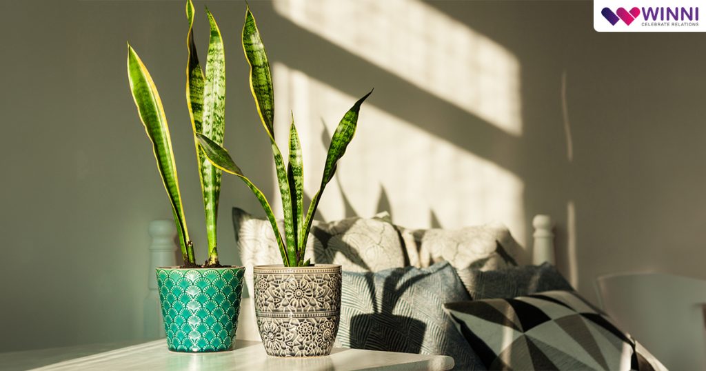 Snake Plant 