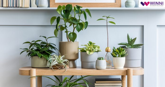 Indoor Plants For Small Apartments