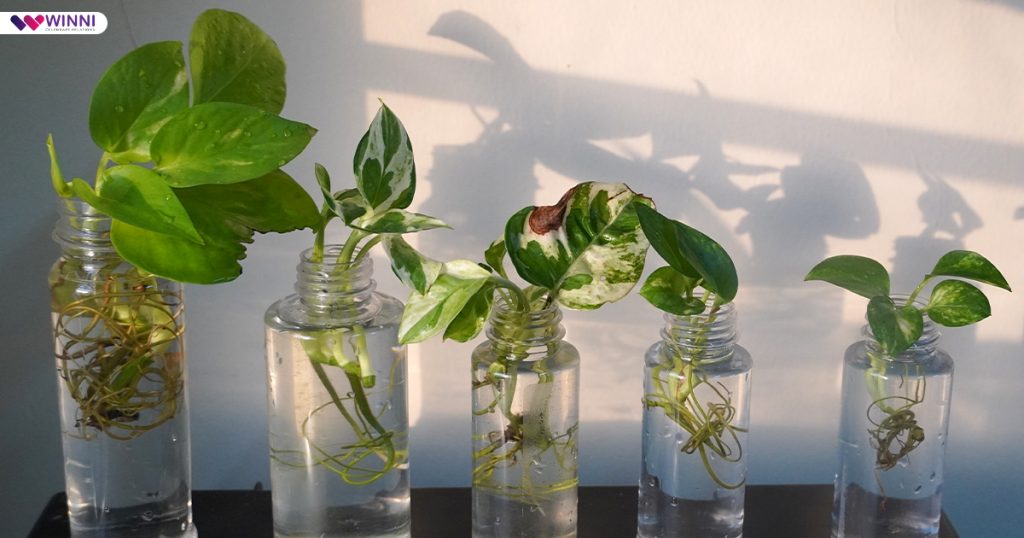 Money Plant in water