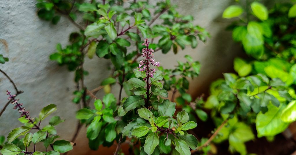 Tulsi 