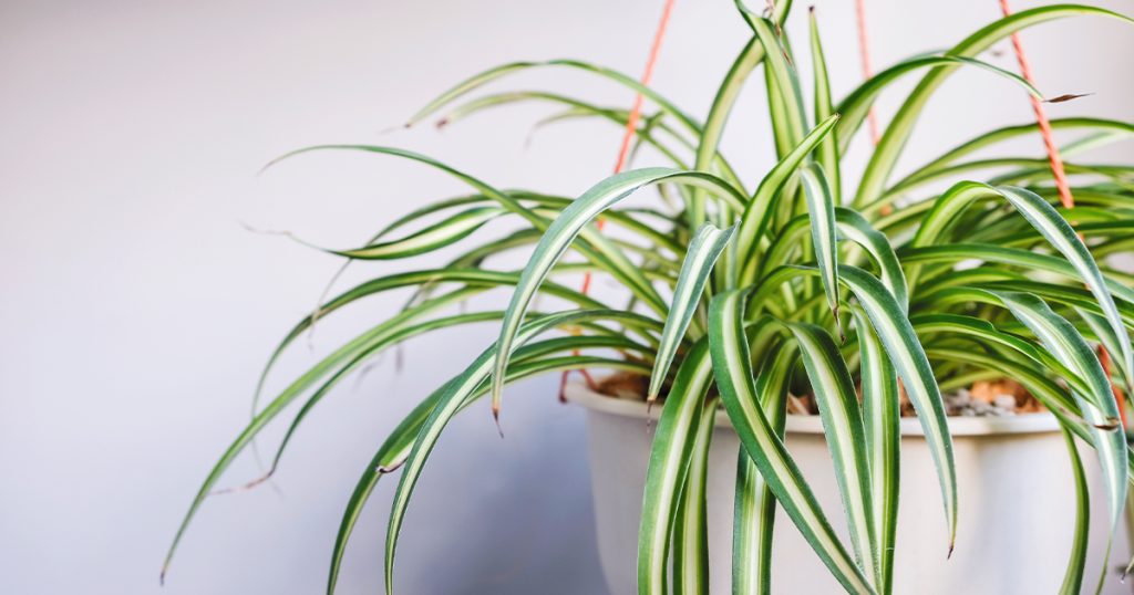 Spider Plant