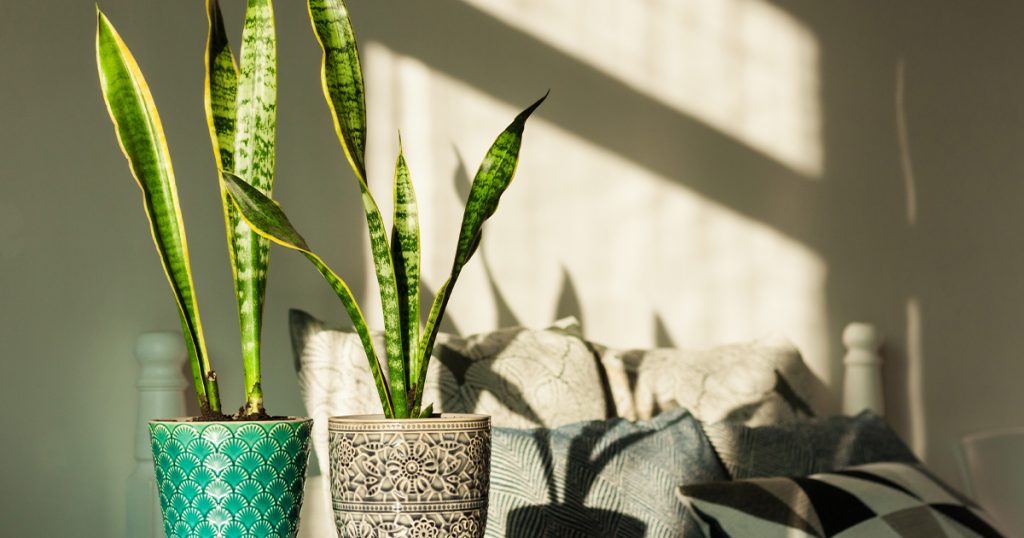 Snake Plant