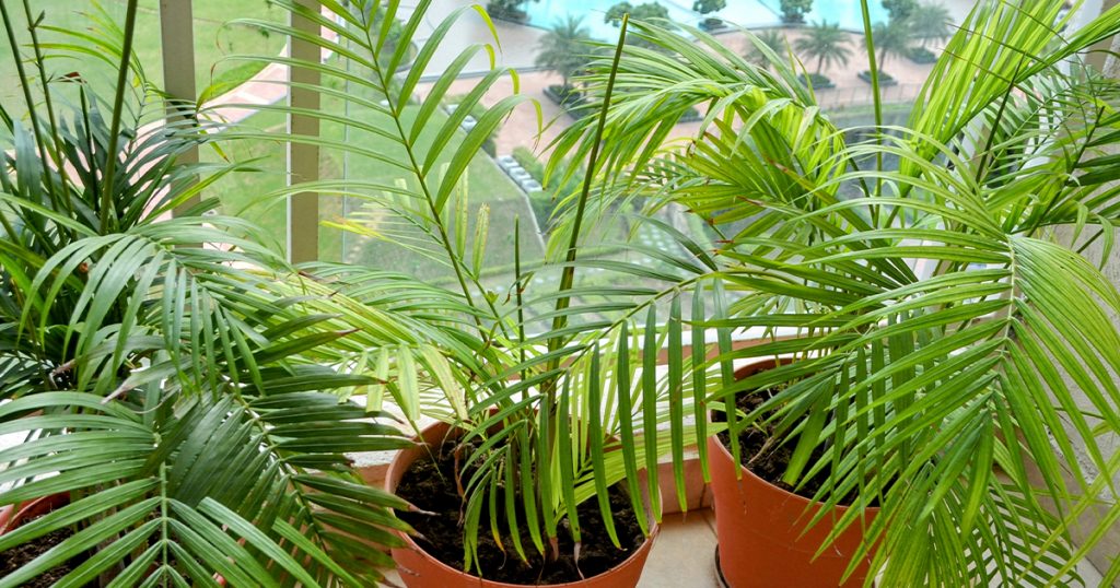 Areca Palm