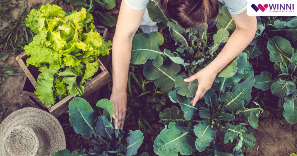 Edible Garden