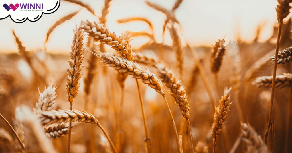 Lohri Harvest Season